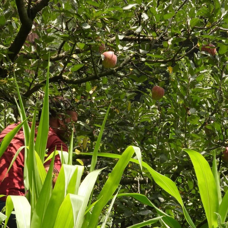 The Royal Orchard Kasol Otel Dış mekan fotoğraf
